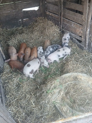 De Vânzare 11 bucăți 9 săptămânii castrați vacinați mânca orice bobe făină etc - imagine 2