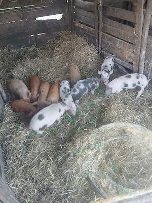 De Vânzare 11 bucăți 9 săptămânii castrați vacinați mânca orice bobe făină etc