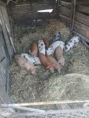 De Vânzare 11 bucăți 9 săptămânii castrați vacinați mânca orice bobe făină etc - imagine 4