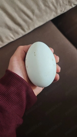 Ouă de gâscă Reghin jud. Mureș 