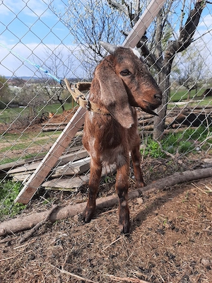 tapisor ango nubian  vârstă 2 luni