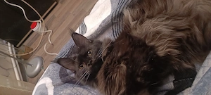Pisica Maine Coons neagra  - imagine 2