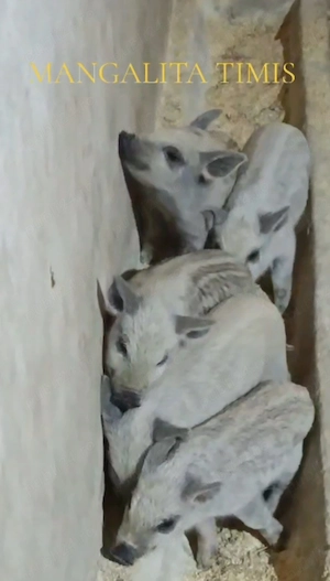 Purcei mangalita vierusi si scrofite