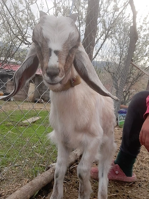 tapisor ango nubian   - imagine 2