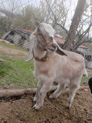 tapisor ango nubian   - imagine 4