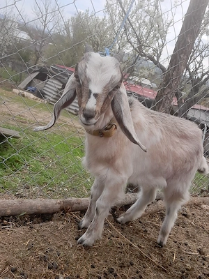 tapisor ango nubian   - imagine 3