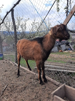 tap sut genetic tata ango nubian mamă alpin francez x - imagine 2