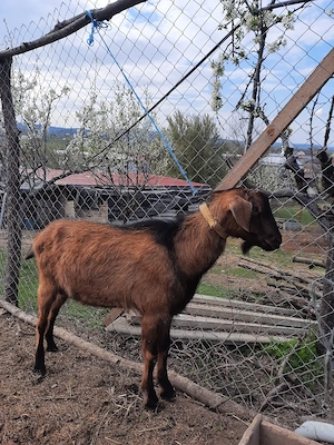 tap sut genetic tata ango nubian mamă alpin francez x - imagine 3