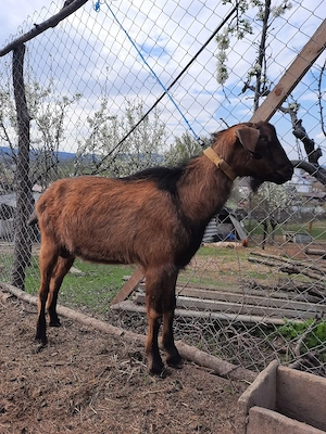 tap sut genetic tata ango nubian mamă alpin francez x