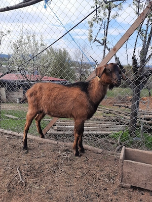 tap sut genetic tata ango nubian mamă alpin francez x - imagine 4