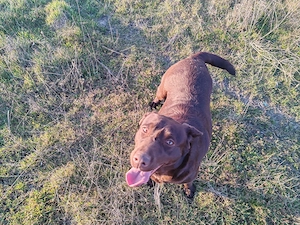 Cățel Labrador retriever ciocolatiu  - imagine 3