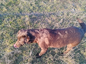 Cățel Labrador retriever ciocolatiu  - imagine 2