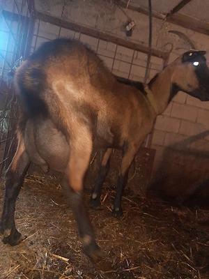 ieduta cu mama alpina si tata anglo nubian 