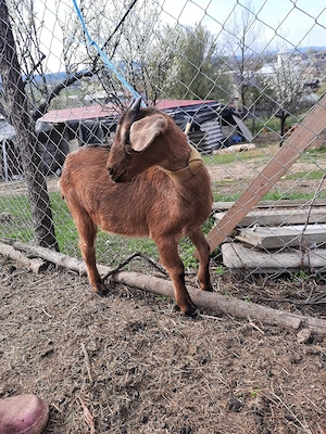 ieduta cu mama alpina si tata anglo nubian  - imagine 3