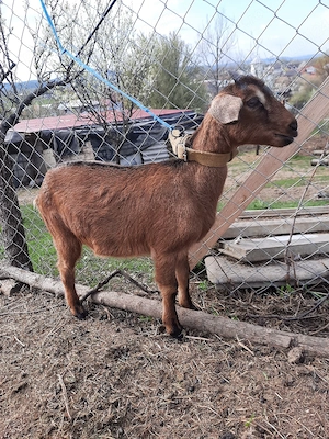 ieduta cu mama alpina si tata anglo nubian  - imagine 2