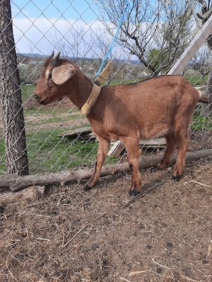 ieduta cu mama alpina si tata anglo nubian 