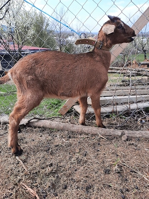 ieduta cu mama alpina si tata anglo nubian  - imagine 4