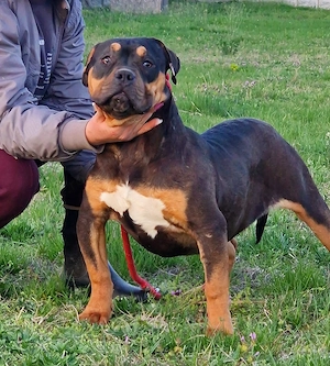Vand catei American Bully xl  - imagine 3