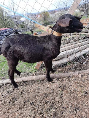 ieduta cu mama alpină franceză  tatal ango nubian  - imagine 4