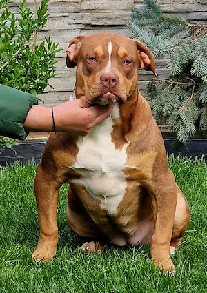 Vand catei American Bully xl  - imagine 4