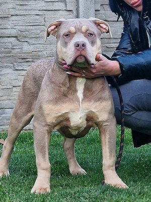 Vand catei American Bully xl  - imagine 2