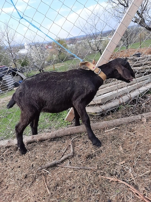 ieduta cu mama alpină franceză  tatal ango nubian  - imagine 3