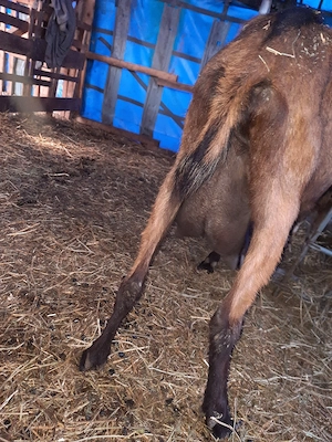 ieduta cu mama alpină franceză  tatal ango nubian  - imagine 5