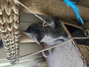 Pisicuta British  - imagine 5