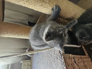 Pisicuta British  - imagine 3