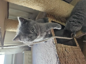 Pisicuta British  - imagine 2