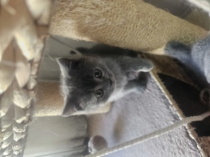 Pisicuta British  - imagine 4