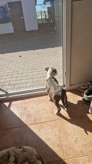 amstaff 1 mascul 3 femele - imagine 5