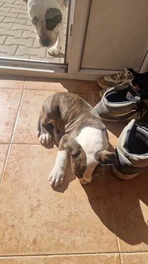 amstaff 1 mascul 3 femele - imagine 4