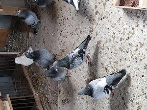 porumbei voiajori de vânzare 