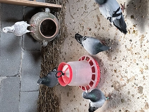 porumbei voiajori de vânzare  - imagine 5