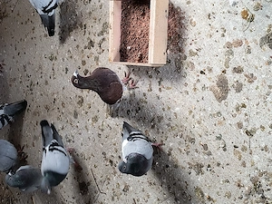 porumbei voiajori de vânzare  - imagine 3