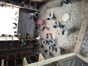 porumbei voiajori de vânzare  - imagine 2