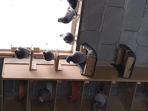 porumbei voiajori de vânzare  - imagine 4