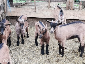 Iezi și Iedute Alpine Franceze  - imagine 2