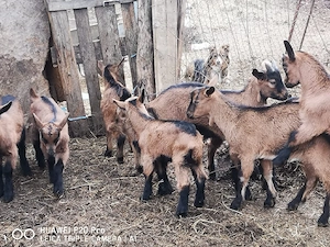 Iezi și Iedute Alpine Franceze  - imagine 3