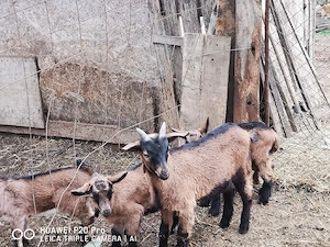 Iezi și Iedute Alpine Franceze  - imagine 5