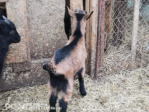 Iezi și Iedute Alpine Franceze  - imagine 4