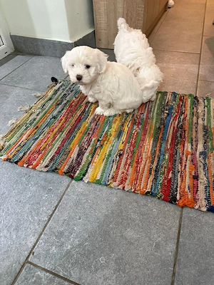 De vinzare bisoni maltezi  - imagine 4