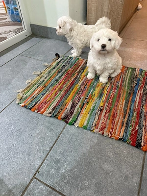 De vinzare bisoni maltezi  - imagine 2