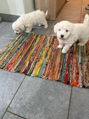 De vinzare bisoni maltezi  - imagine 3