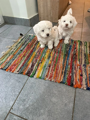 De vinzare bisoni maltezi 