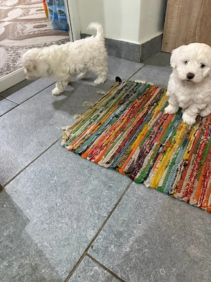 De vinzare bisoni maltezi  - imagine 5