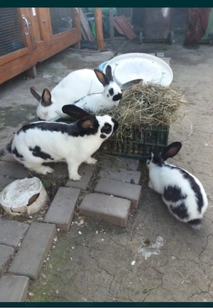 disponibil pui pistrit german - imagine 2