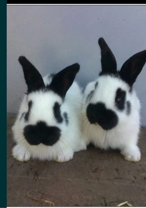 disponibil pui pistrit german