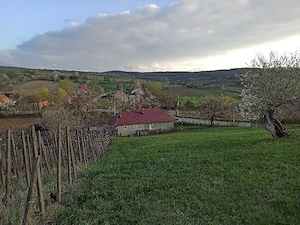 Casă+teren 4000 mp în Arduzel (lângă Ulmeni) - imagine 3